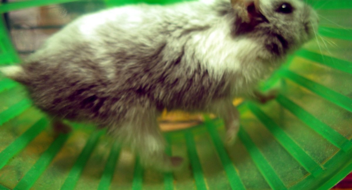 Running to stand still A hamster on a wheel