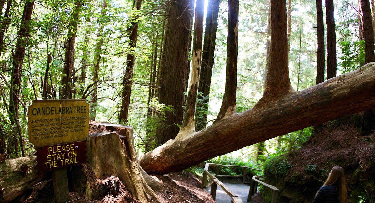 An amazing part of nature A Candelabra Tree