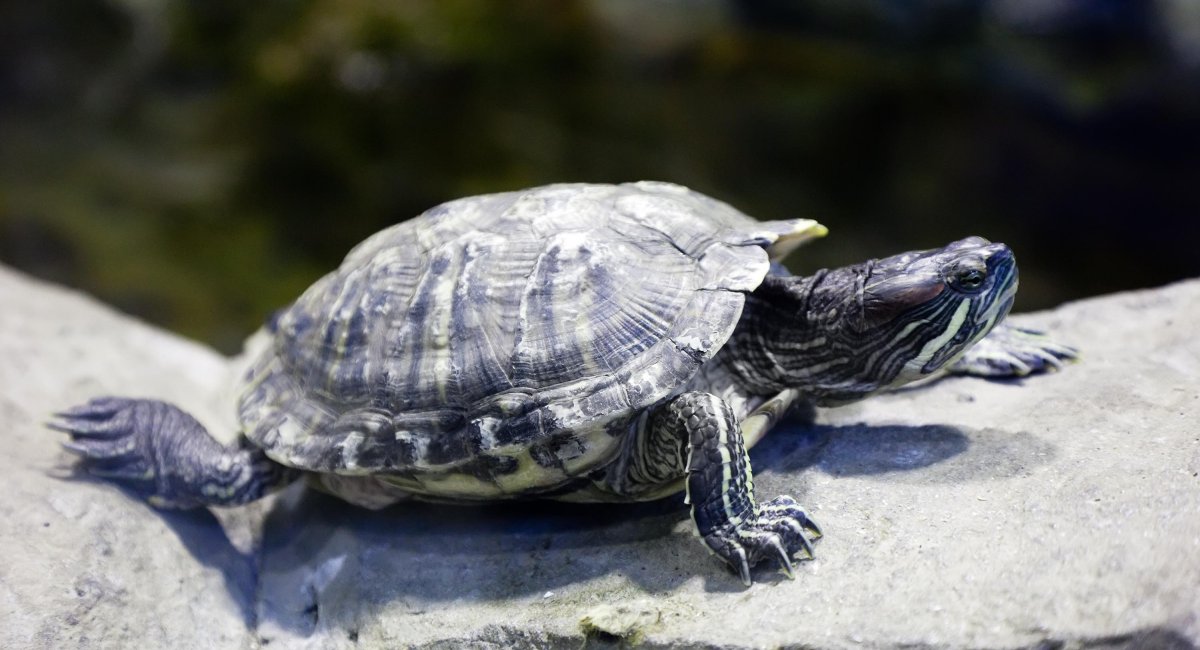 It's taking too long! Turtle on a rock