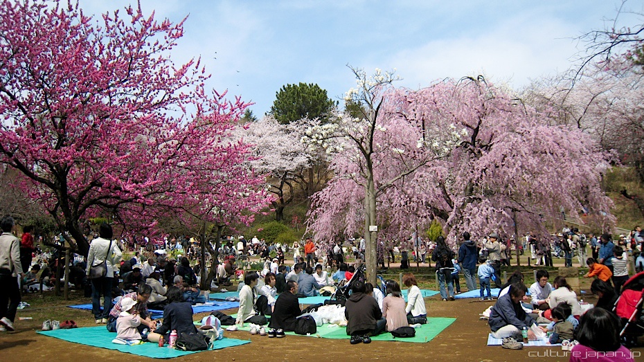 People enjoying hanami under a cherry blossom trees