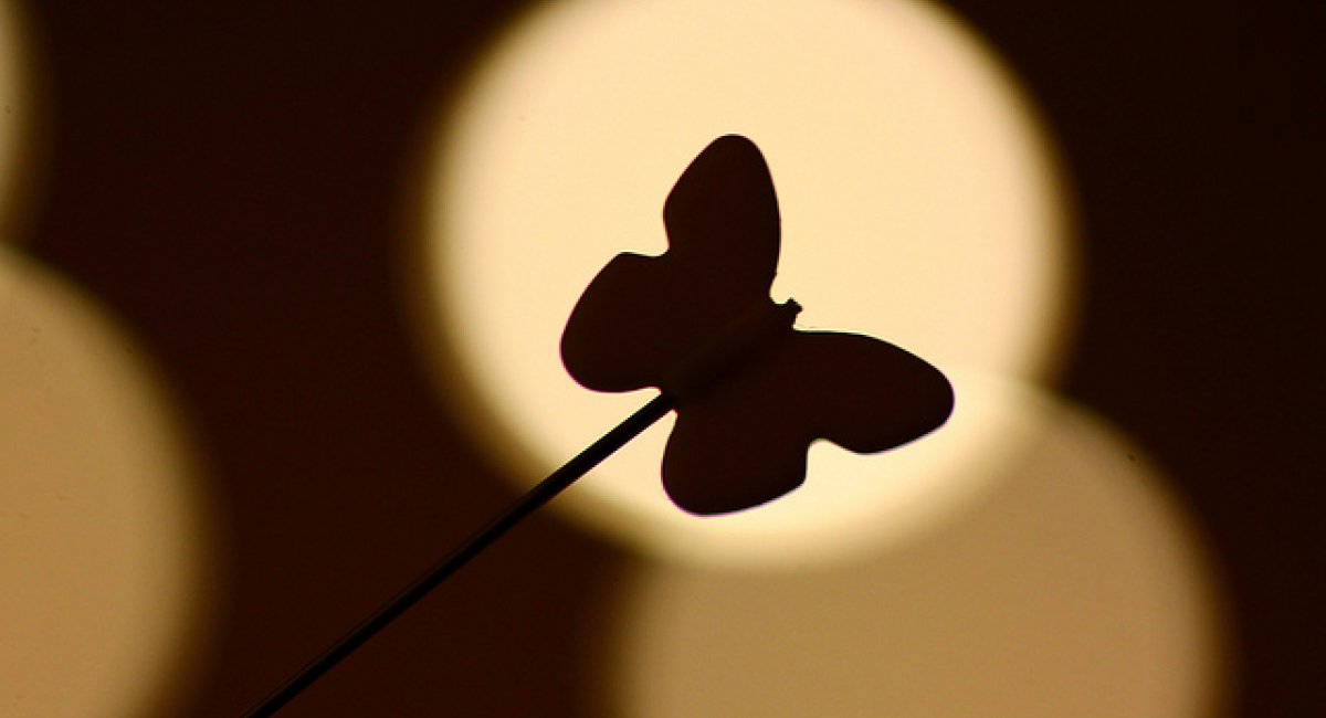 silhouette of a moth in front of monotone brown bokeh