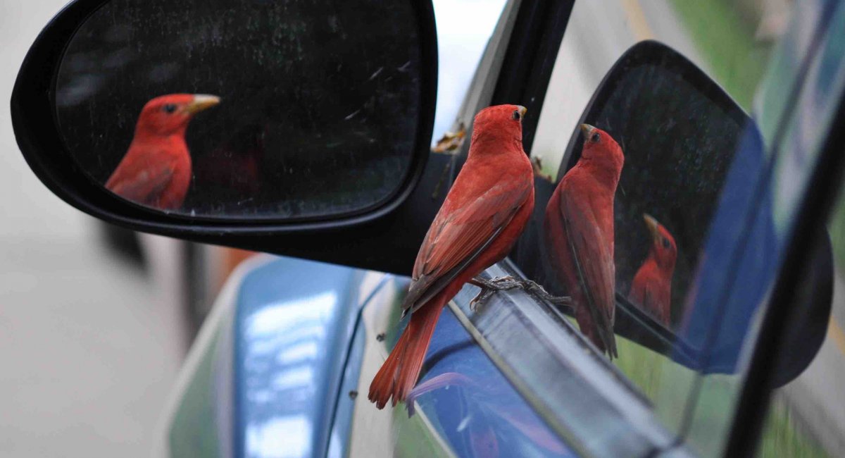 red bird car rearview mirror reflection