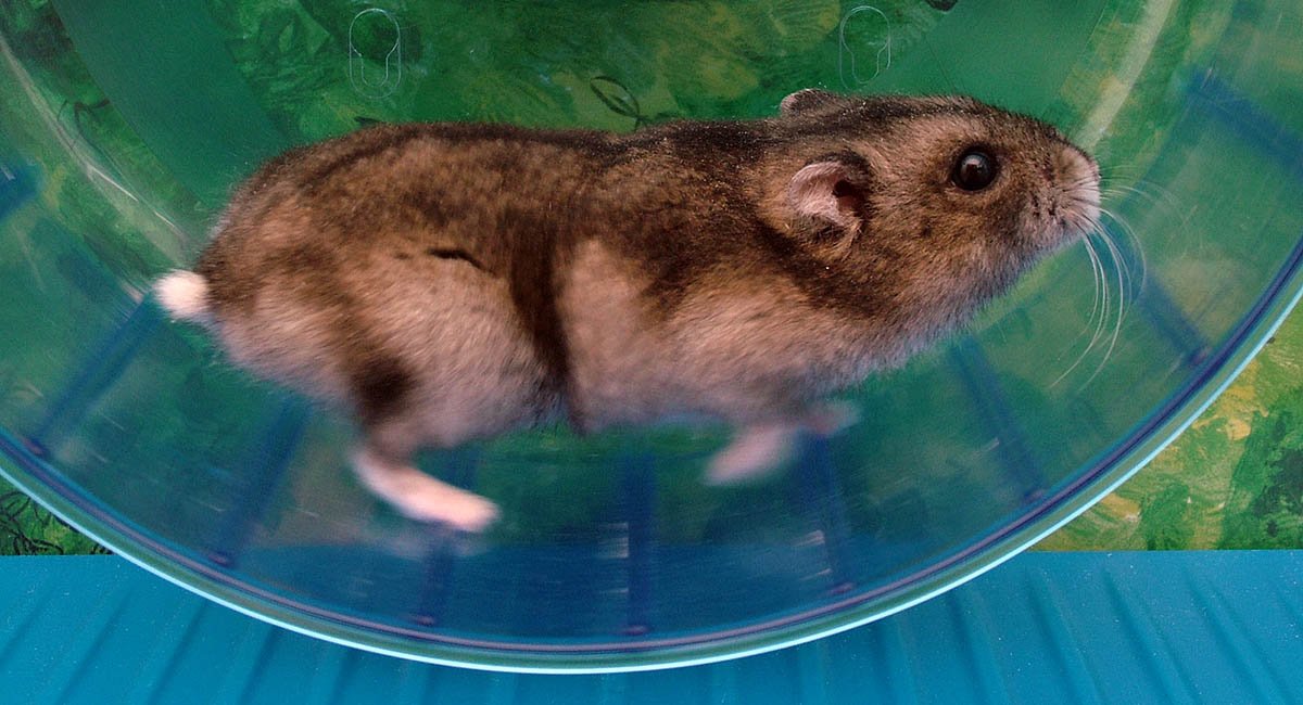 hamster running in a wheel