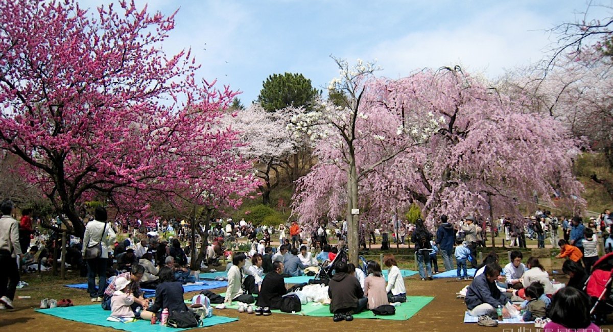 People enjoying hanami under a cherry blossom trees