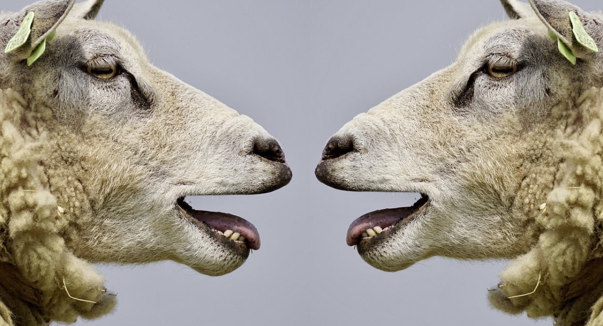 Two sheep talking